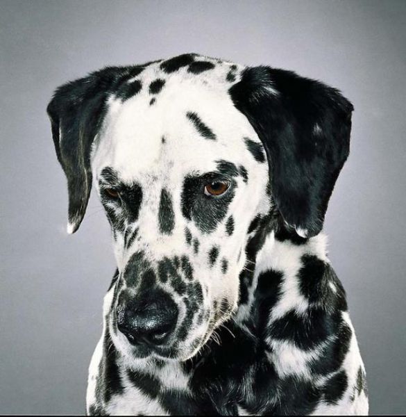 Классные портреты собак (24 фото)