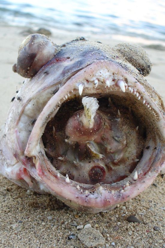 Иглобрюх убил большую рыбу (8 фото)