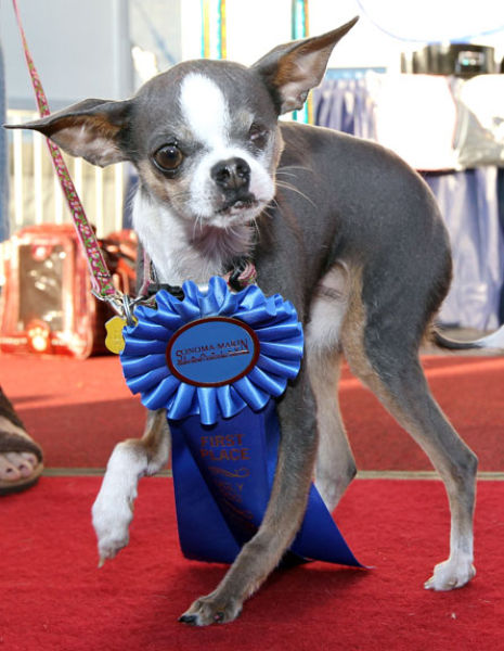 Самые уродливые собаки 2010 (22 фото)