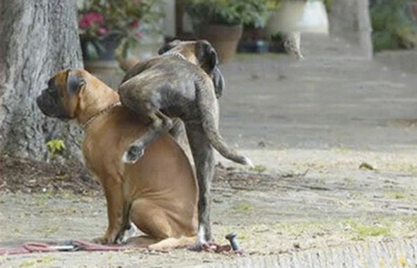 Смешные ситуации с собаками (25 фото)