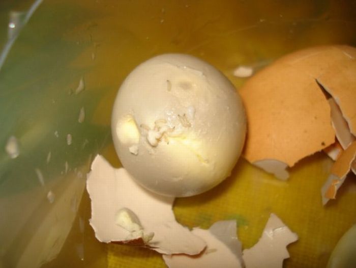 Странные существа внутри яиц (2 фото + видео)