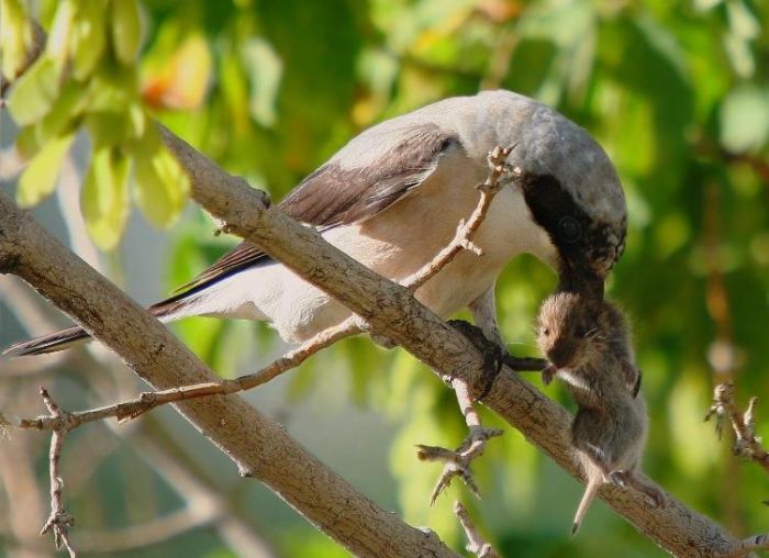 Сорокопут - птицы, хранящие добычу на деревьях (7 фото)