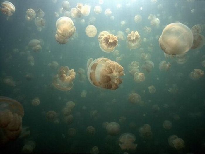 Озеро медуз (20 фото)