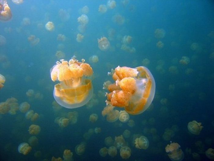 Озеро медуз (20 фото)