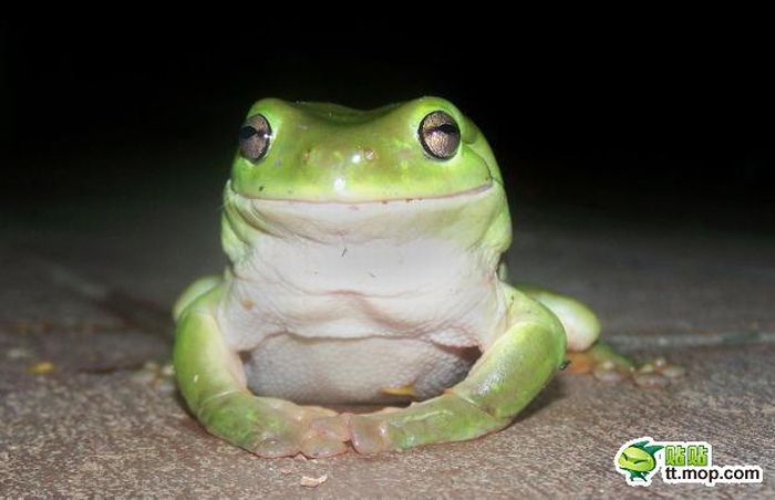 Эта симпатичная лягушка на самом деле жестокий хищник (9 фото)