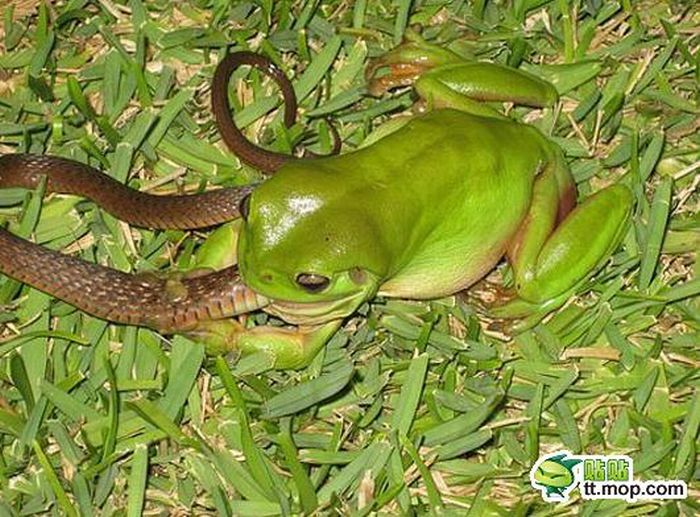 Эта симпатичная лягушка на самом деле жестокий хищник (9 фото)