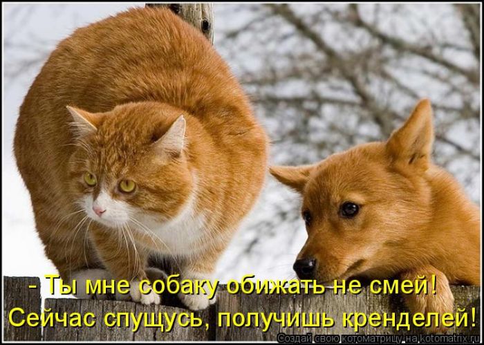 Лучшие котоматрицы недели (50 фото)