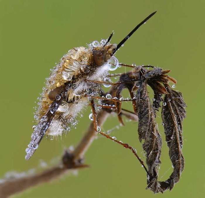 Красивые фотографии насекомых (20 фото)