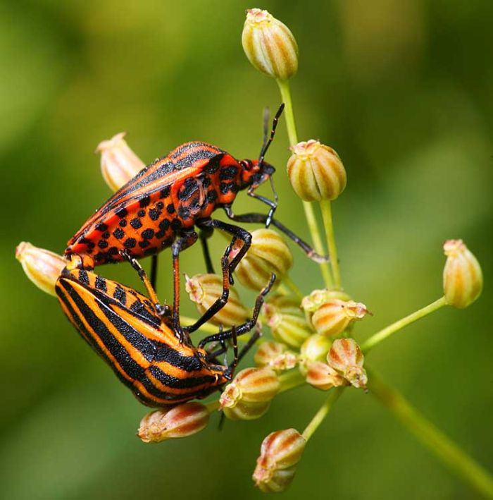 Красивые фотографии насекомых (20 фото)