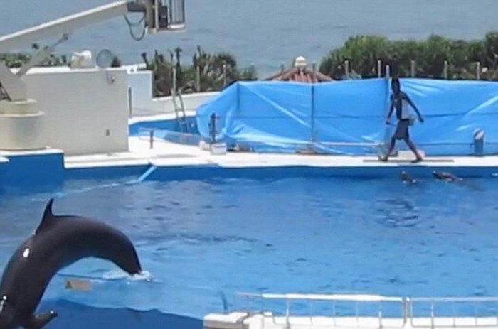 Дельфин выпрыгнул из бассейна (5 фото)