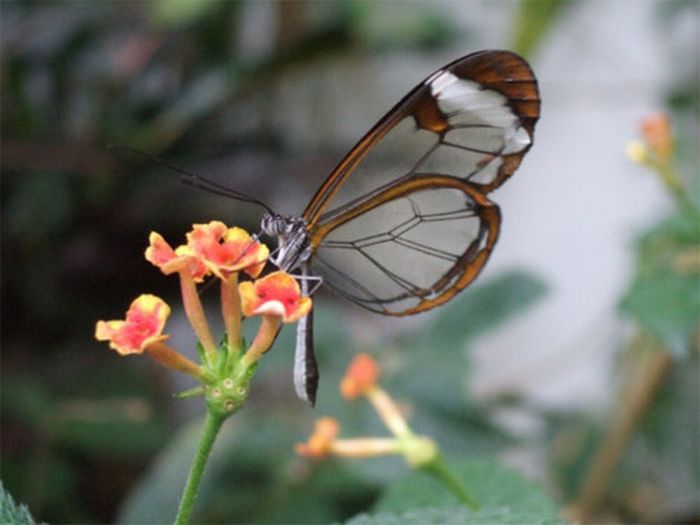 Бабочки с прозрачными крыльями (10 фото)