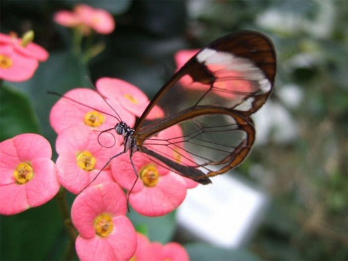 Бабочки с прозрачными крыльями (10 фото)