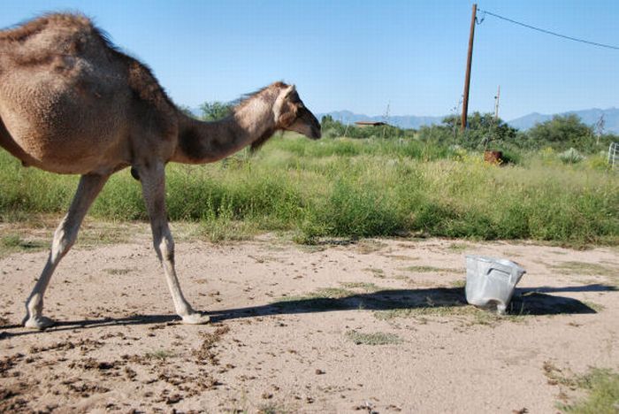 Верблюд и мусорный бак (19 фото)