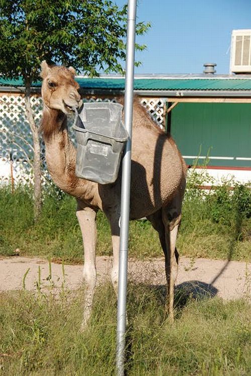 Верблюд и мусорный бак (19 фото)