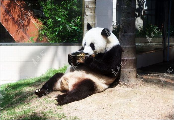 Самая старая гигантская панда (9 фото)