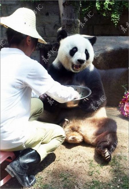 Самая старая гигантская панда (9 фото)
