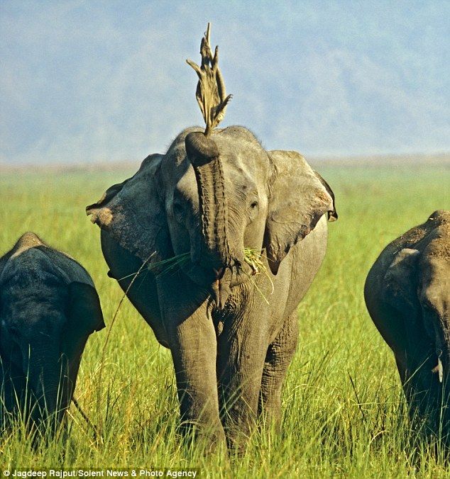 Слон и очень нефартовая ящерица (3 фото)