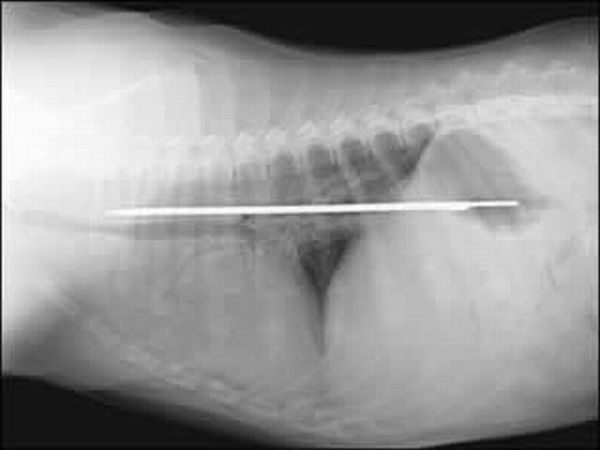 Самые странные снимки рентгена (20 фото)