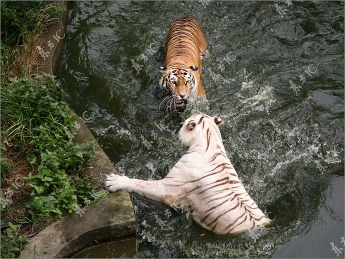 Битва тигров за бассейн (15 фото)