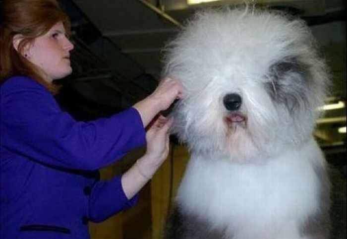 Как забирать волосы собаке