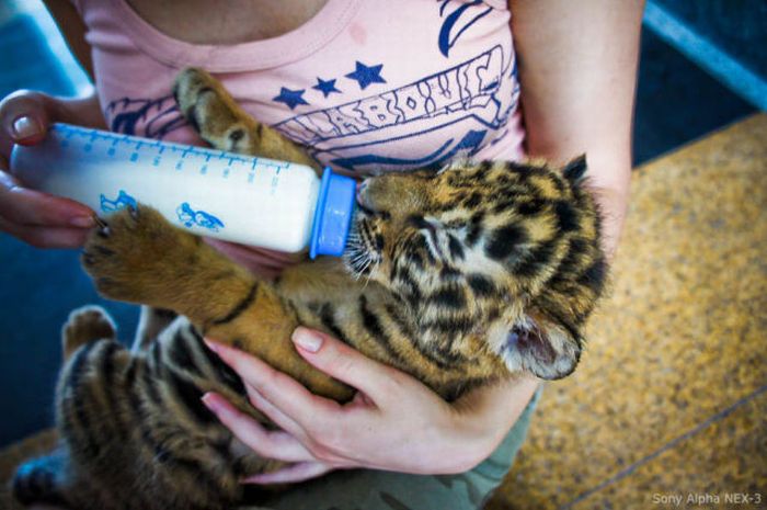 Ферма тигров в Таиланде (20 фото)