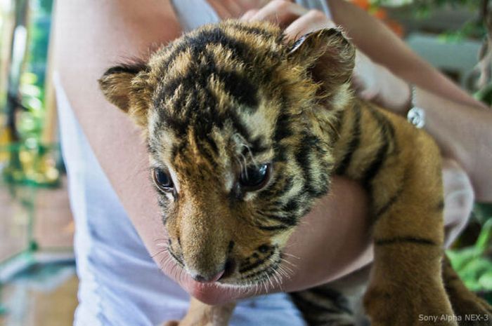 Ферма тигров в Таиланде (20 фото)