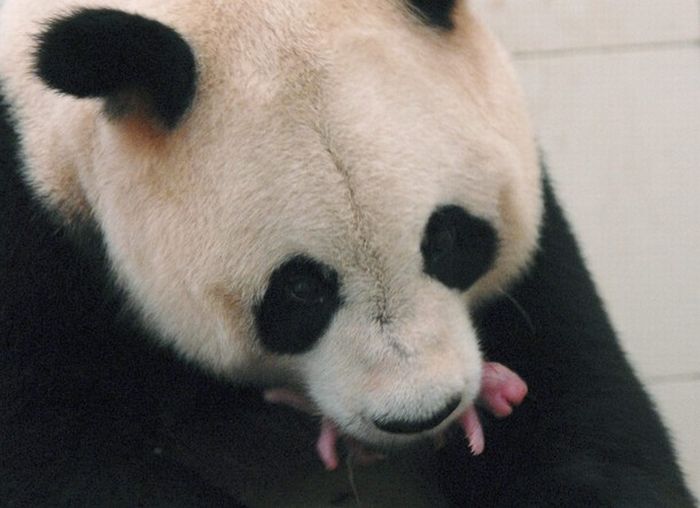 Панда и новорожденный медвежонок (4 фото)