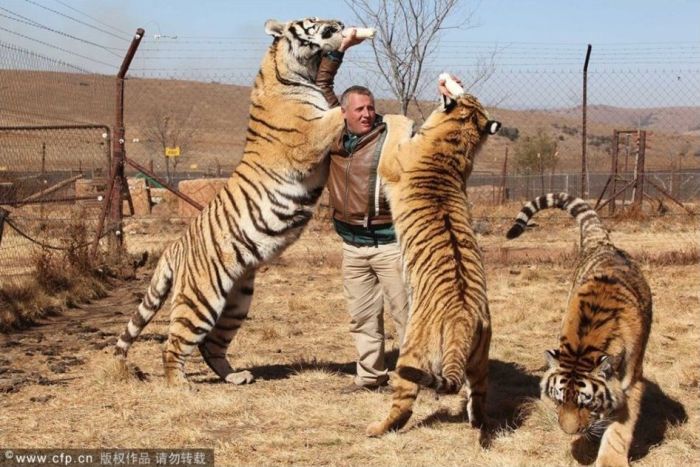 Мужчина с тиграми (4 фото)