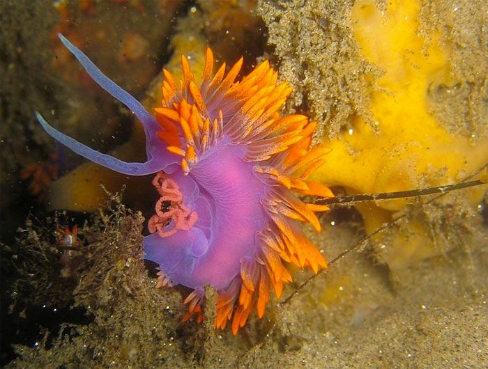 Красивые обитатели подводного мира (27 фото)