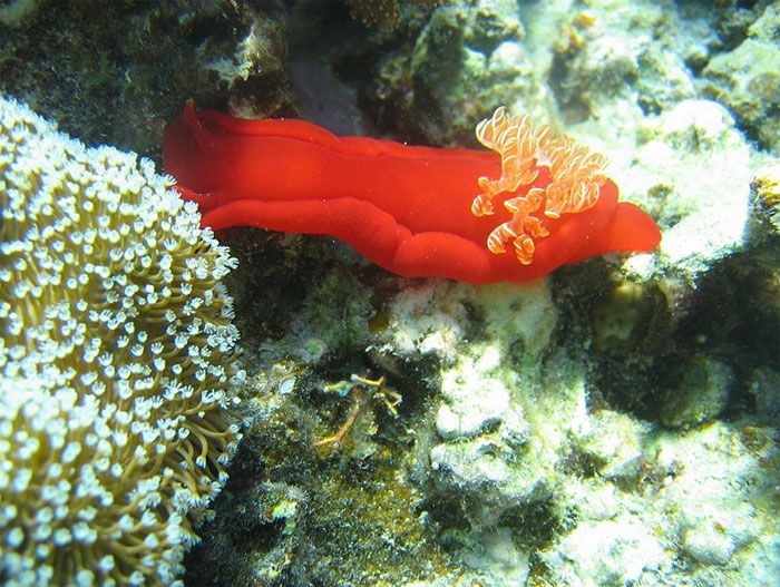 Красивые обитатели подводного мира (27 фото)