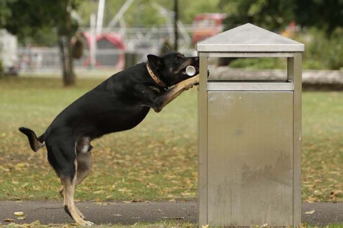 Собака, которая собирает мусор (11 фото)