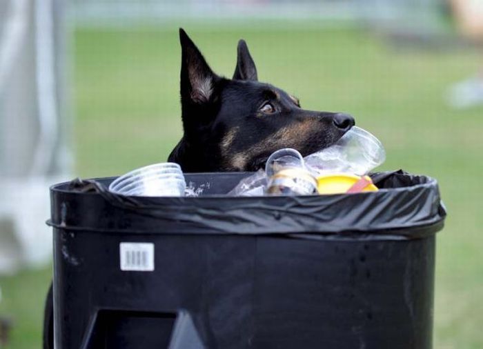 Собака, которая собирает мусор (11 фото)