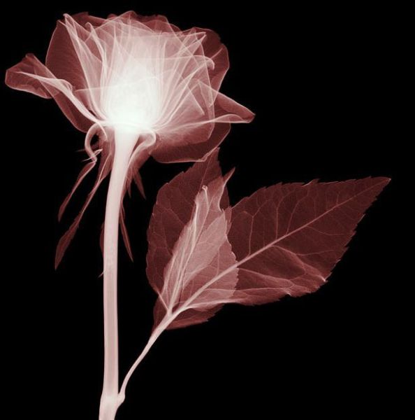 Рентгеновские снимки цветов (19 фото)