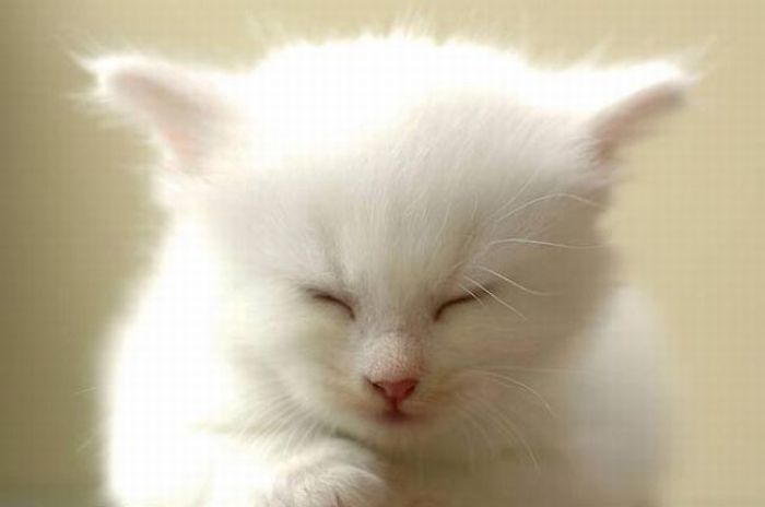 Белый котенок с голубыми глазами (8 фото)