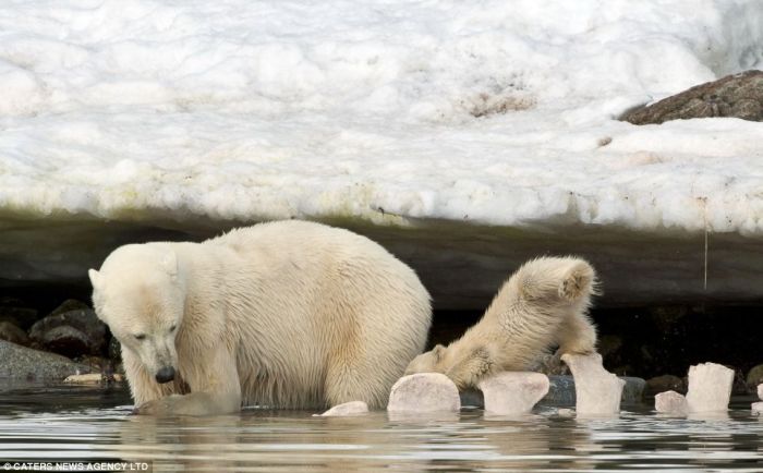 Белый медвежонок упал в ледяную воду (4 фото)