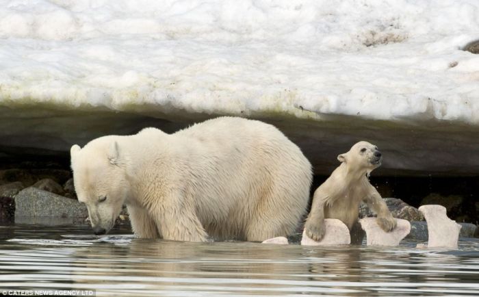 Белый медвежонок упал в ледяную воду (4 фото)