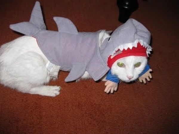 Коты и собаки в костюмах акул (23 фото)
