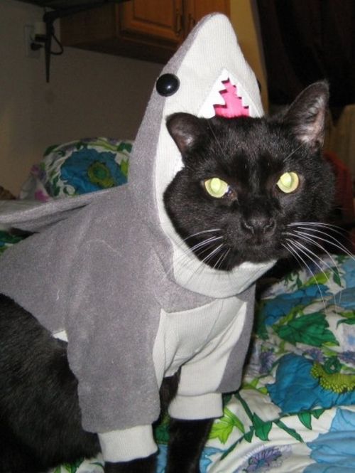 Коты и собаки в костюмах акул (23 фото)