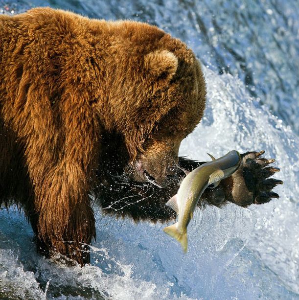 Рыбалка медведей на Аляске (17 фото)