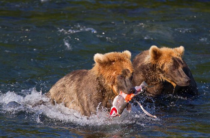 Рыбалка медведей на Аляске (17 фото)
