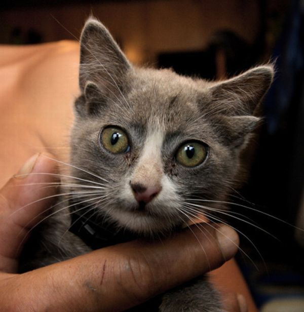 Котенок с четырьмя ушами (7 фото)