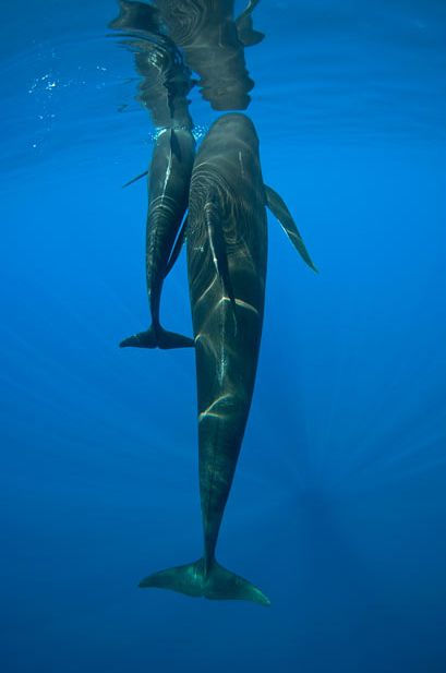 Улыбчивые киты (9 фото)