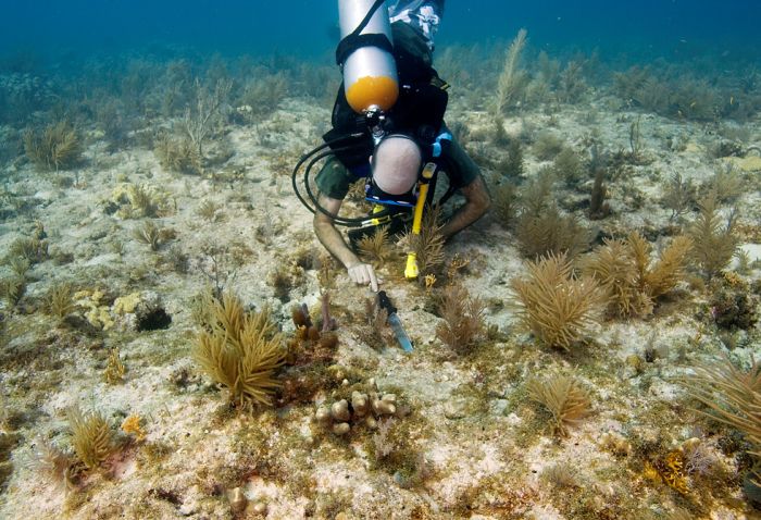 Как выращивают кораллы (13 фото)