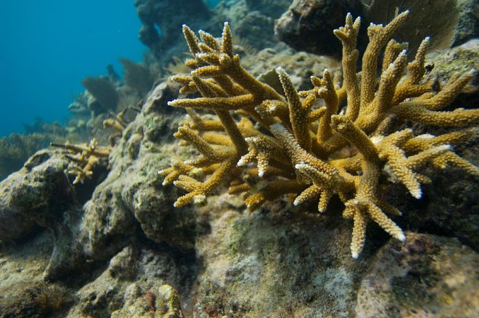 Как выращивают кораллы (13 фото)