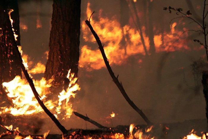 Как тушат лесные пожары (83 фото)