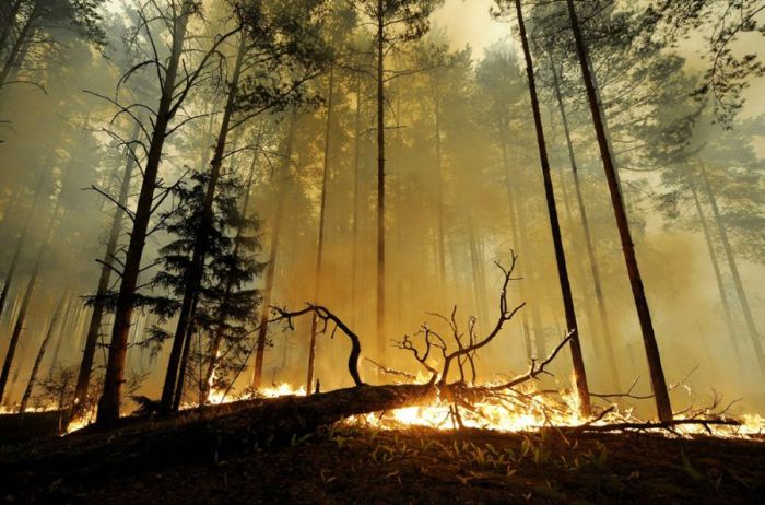 Как тушат лесные пожары (83 фото)