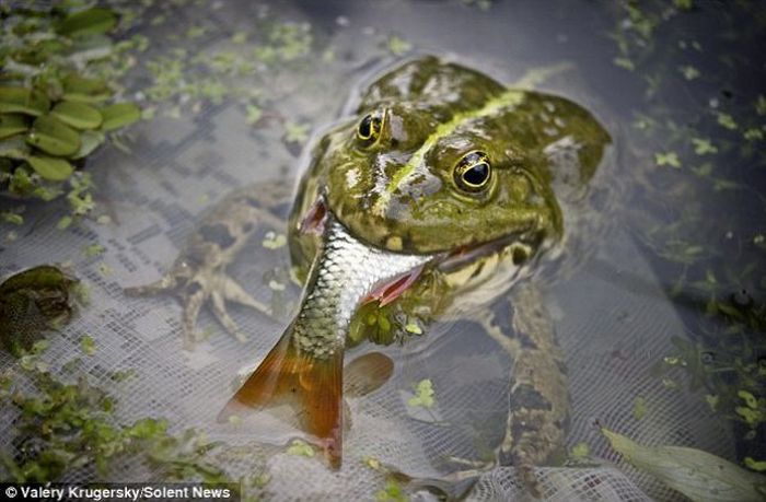 Удивительно, лягушка ест рыбу (3 фото)