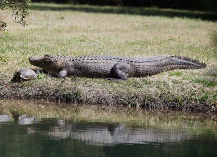 Лучшие друзья: черепаха и крокодил (10 фото)