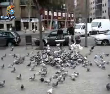 Как ловят голубей в Испании (1.2 мб)