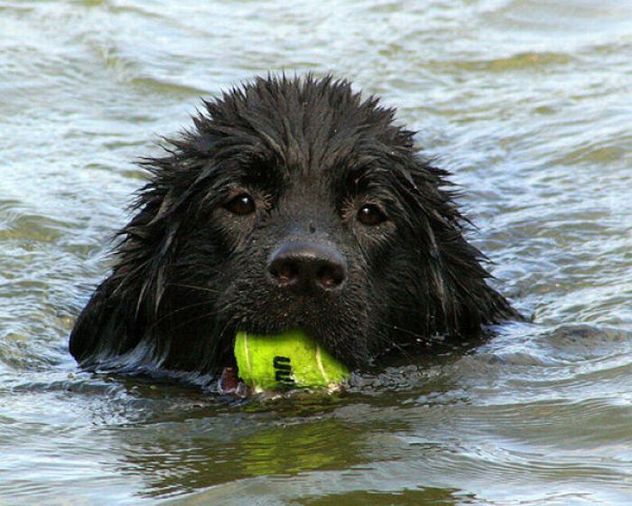 Собаки с теннисными мячиками (36 фото)